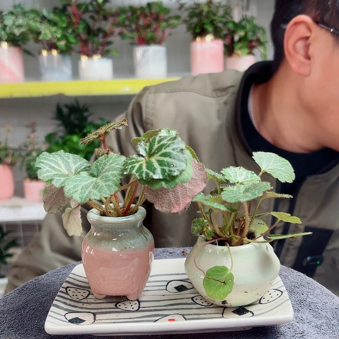 晨***月无花朵19