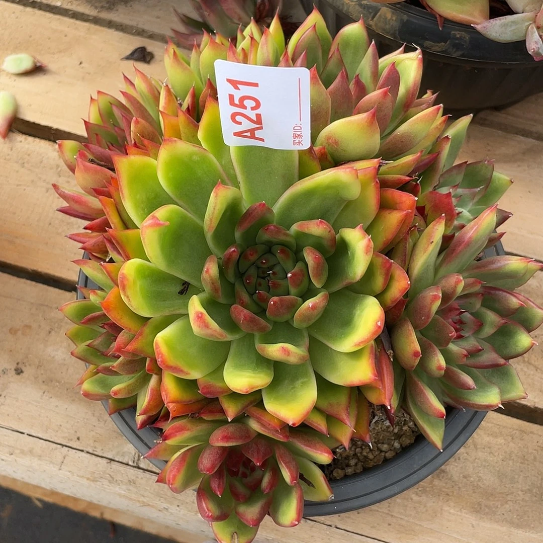 若如东云单拍A251