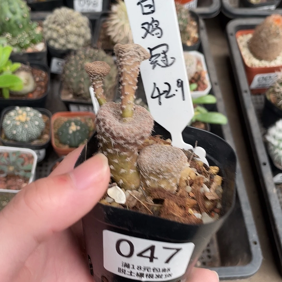 47白鸡冠（满18包邮）