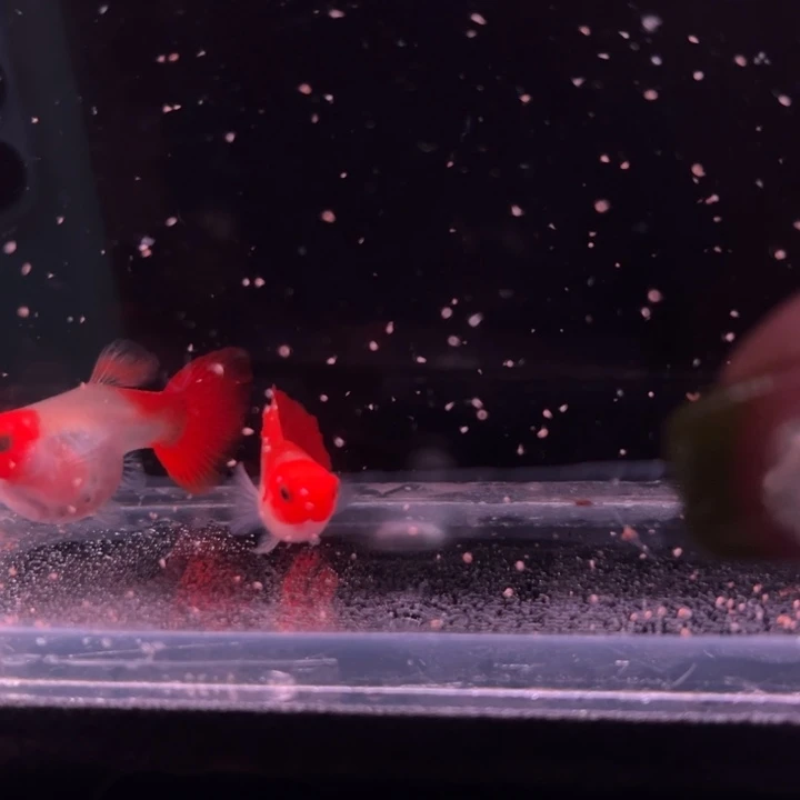 孔雀鱼深海蓝玻璃猫球种鱼1对