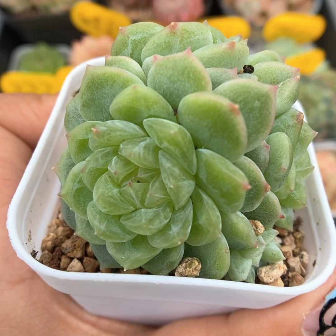 泼天富贵可拍群生3922号