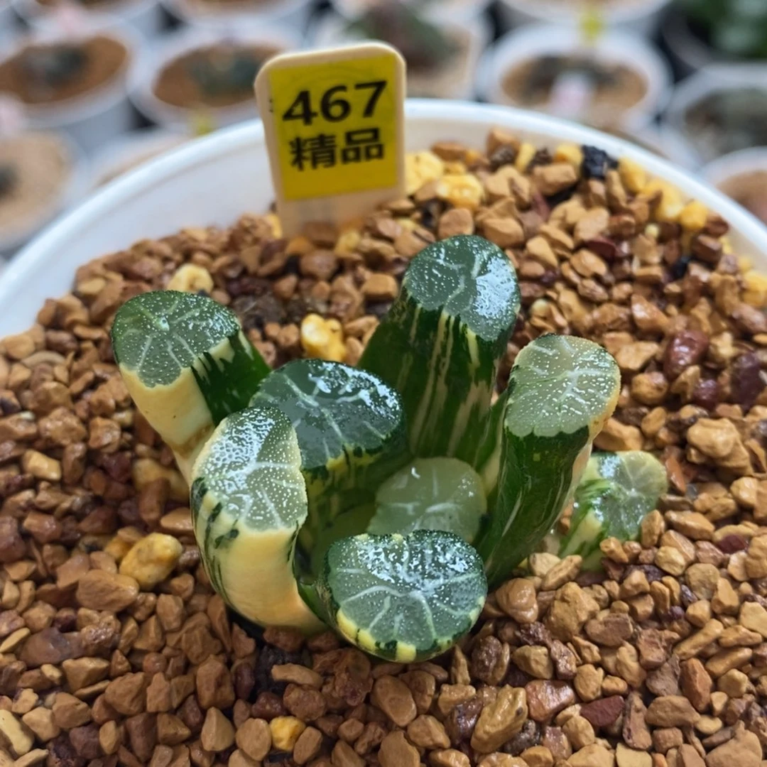 467白妙万象十二卷多肉