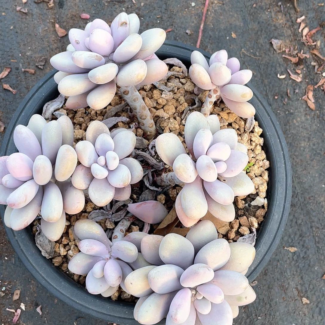 静*1321桃蛋一物一拍多肉