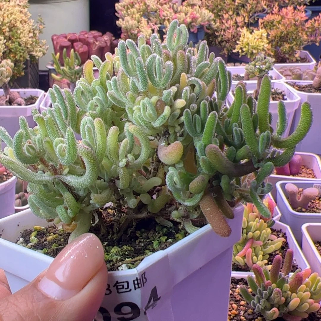 好***い多肉植物枝干橙叶白锦