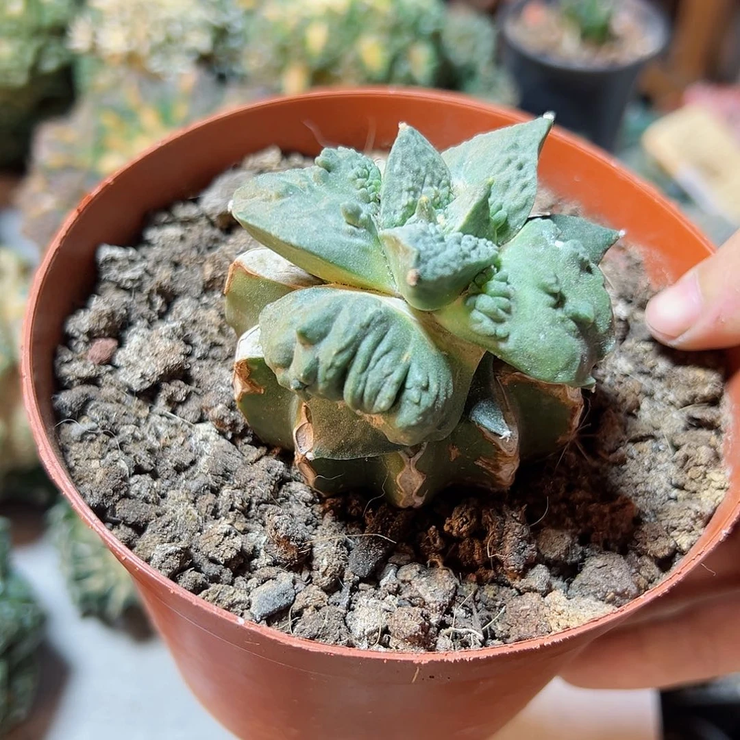 64号村主怒草球6公分