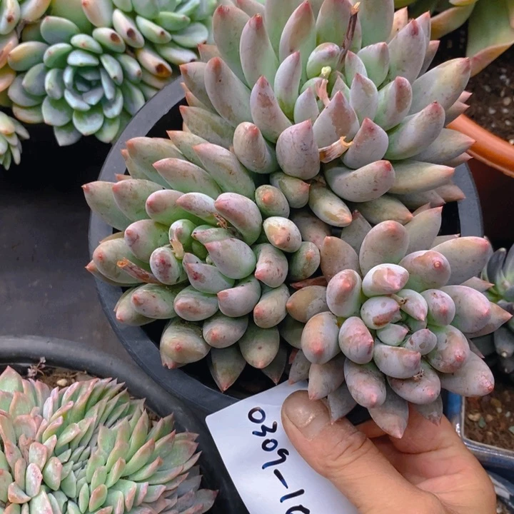 0307-160所罗门所罗门