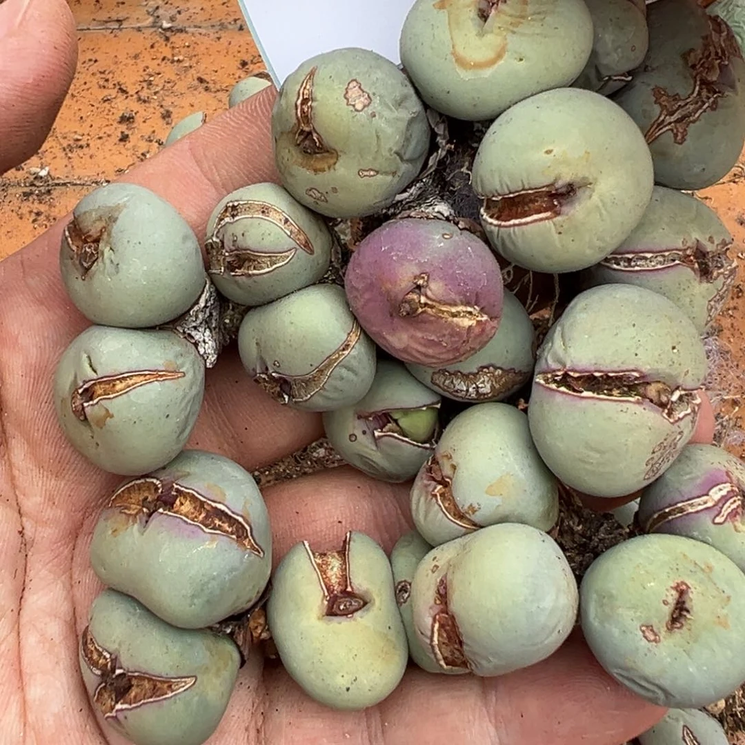 8-52量拍红嘴一颗，多肉植物