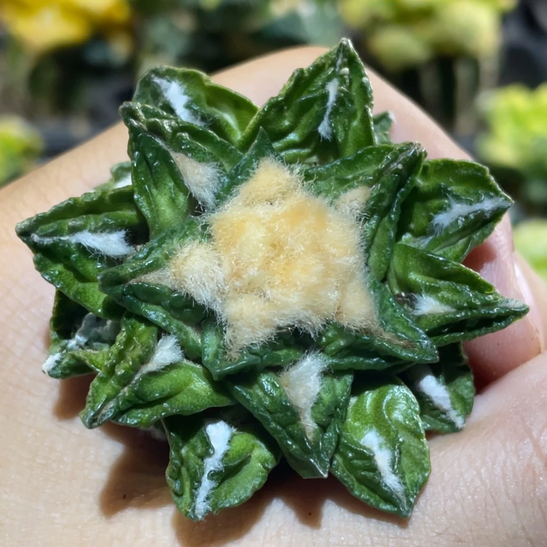 全部花朵自根 黄体新顿龟甲锦882
