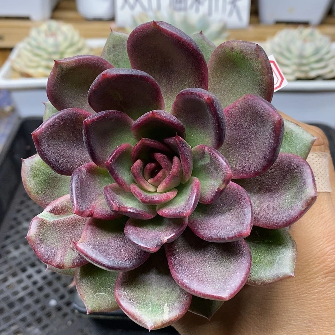 0454 福利紫水晶 不售后
