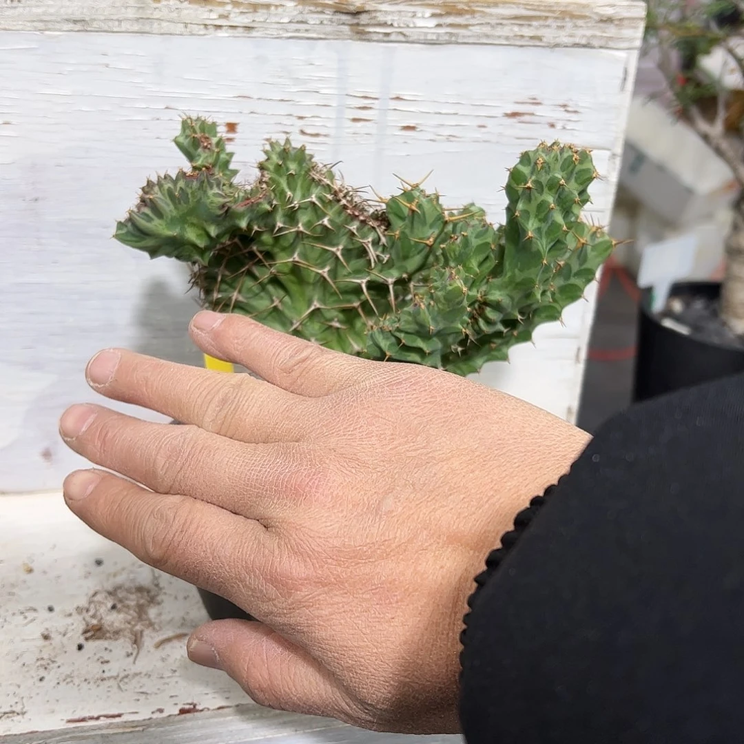 K***i恒持麒麟缀化8888888