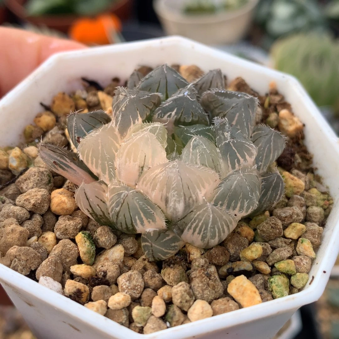 白赤线玉露锦，带盆一起