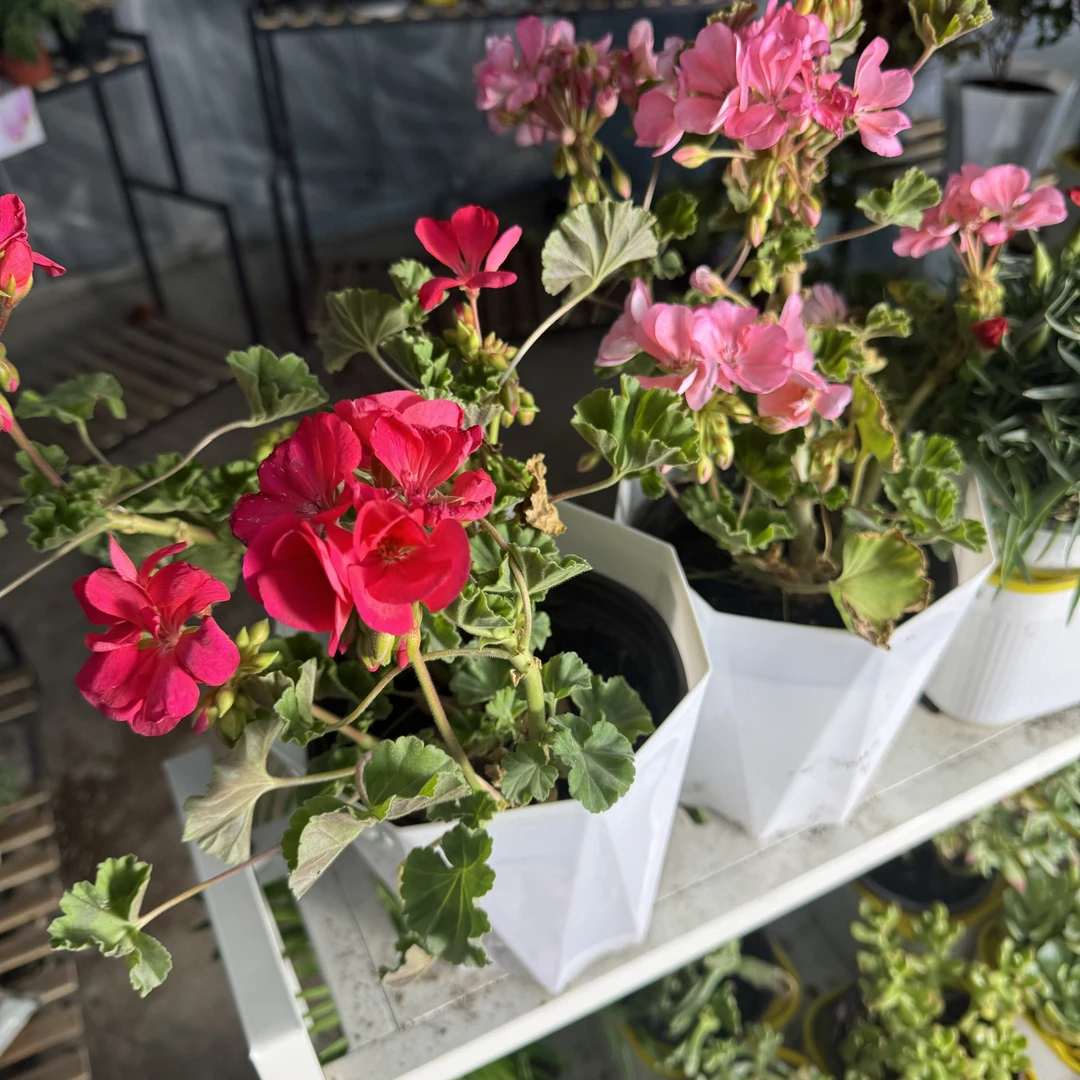 西藏包邮绿植-天竺葵