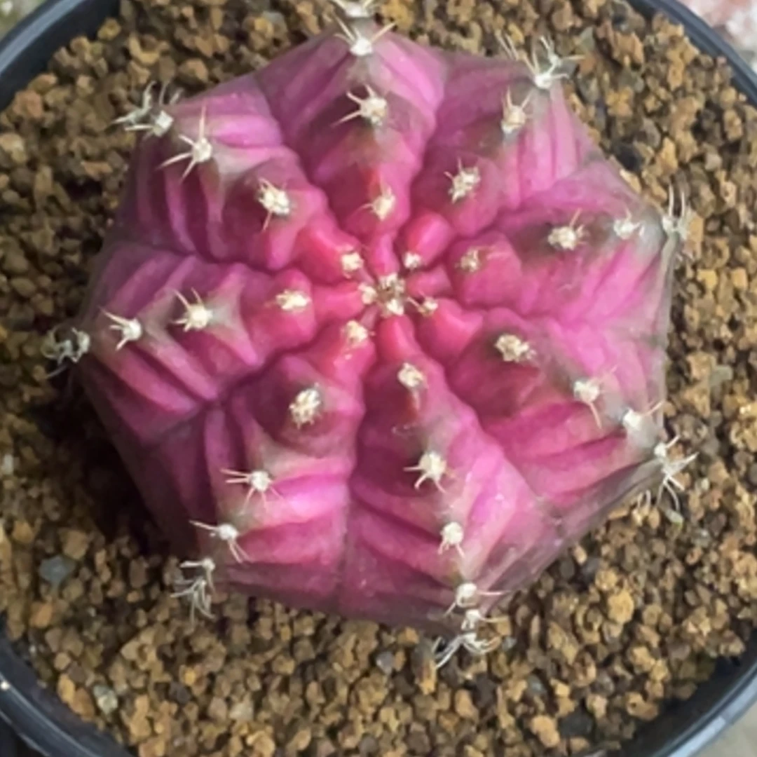 当前无花朵，栽培后可花朵紫粉轮回