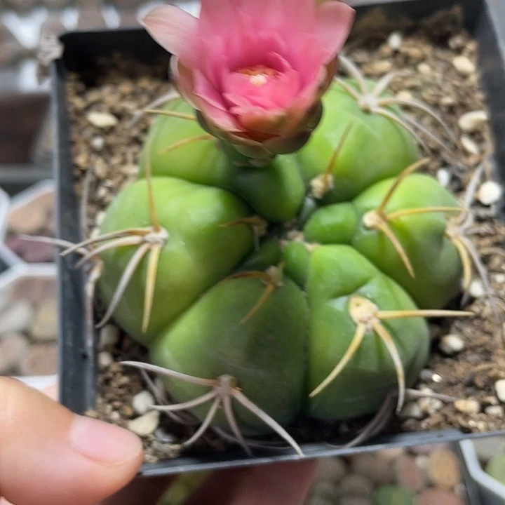 大部分花苞少量开放海王丸脱土发货134