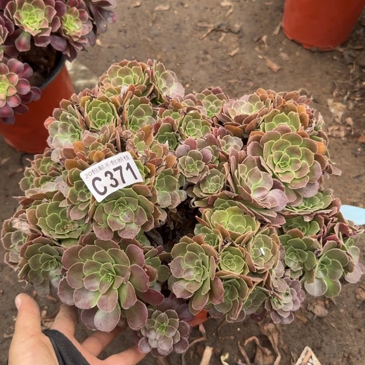 荷兰玫瑰……多肉植物……