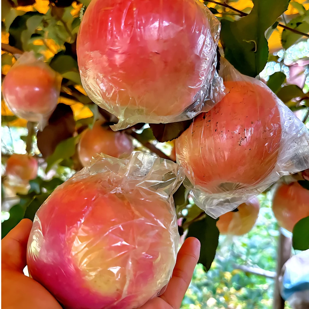 山西运城丑苹果脆甜多汁裂纹丑苹果脆甜冰糖心5斤10斤包邮