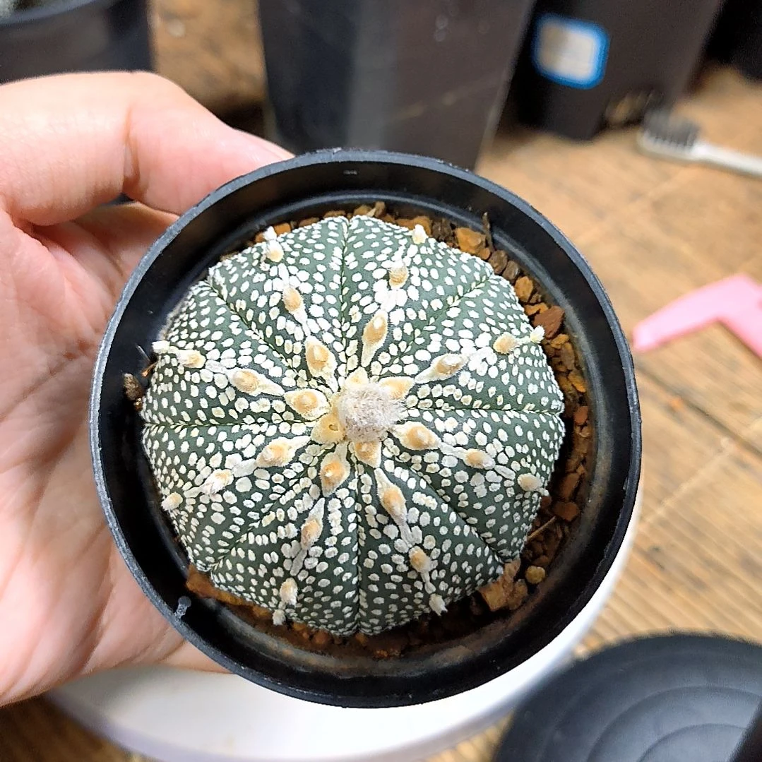 【闪购商品】5.7cm奇迹