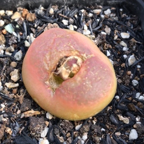 多肉肉锥 3.2Cm 水蜜桃