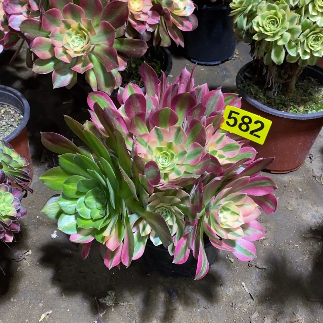 粉女巫多肉法师582