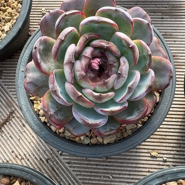 大个体黑橙多肉植物