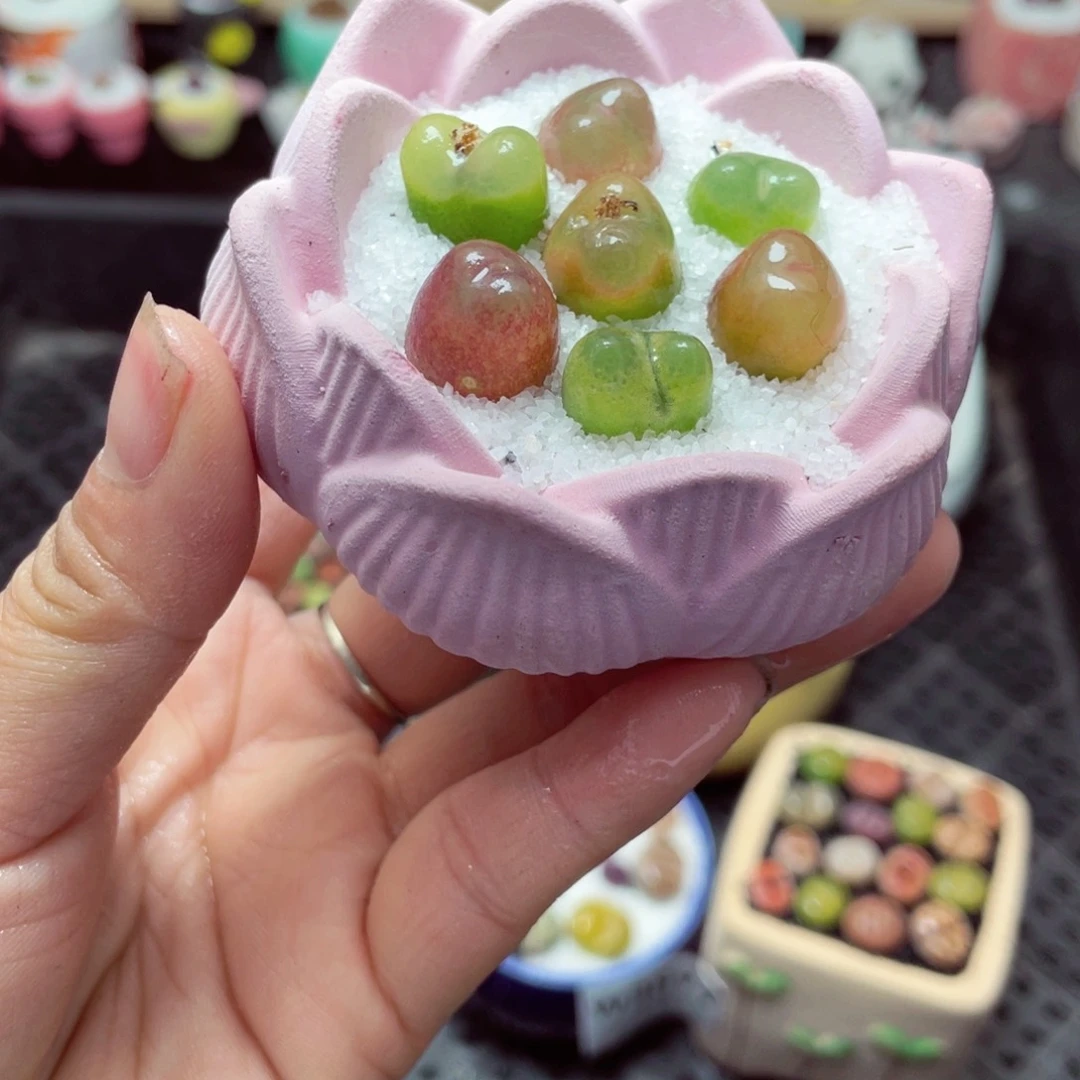 w3881 带盆土发货-零下地区拍保温箱