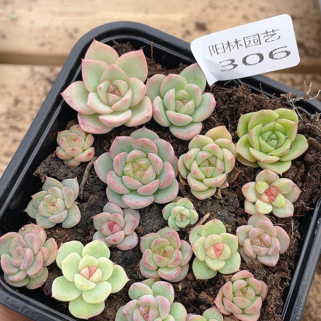 多肉植物多肉植物306