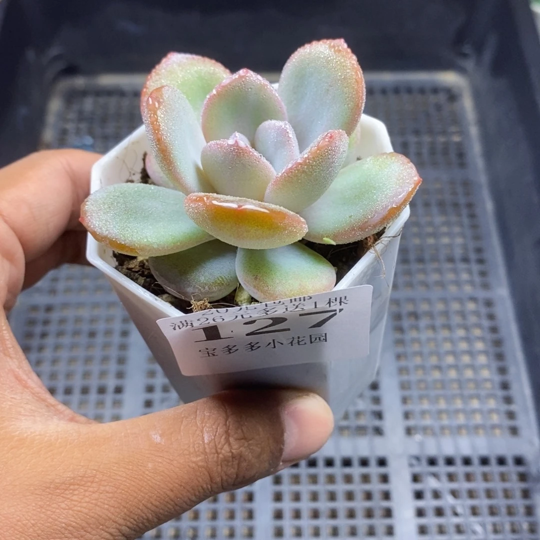 韩版奶茶一物一拍满20包邮满26送一颗多肉