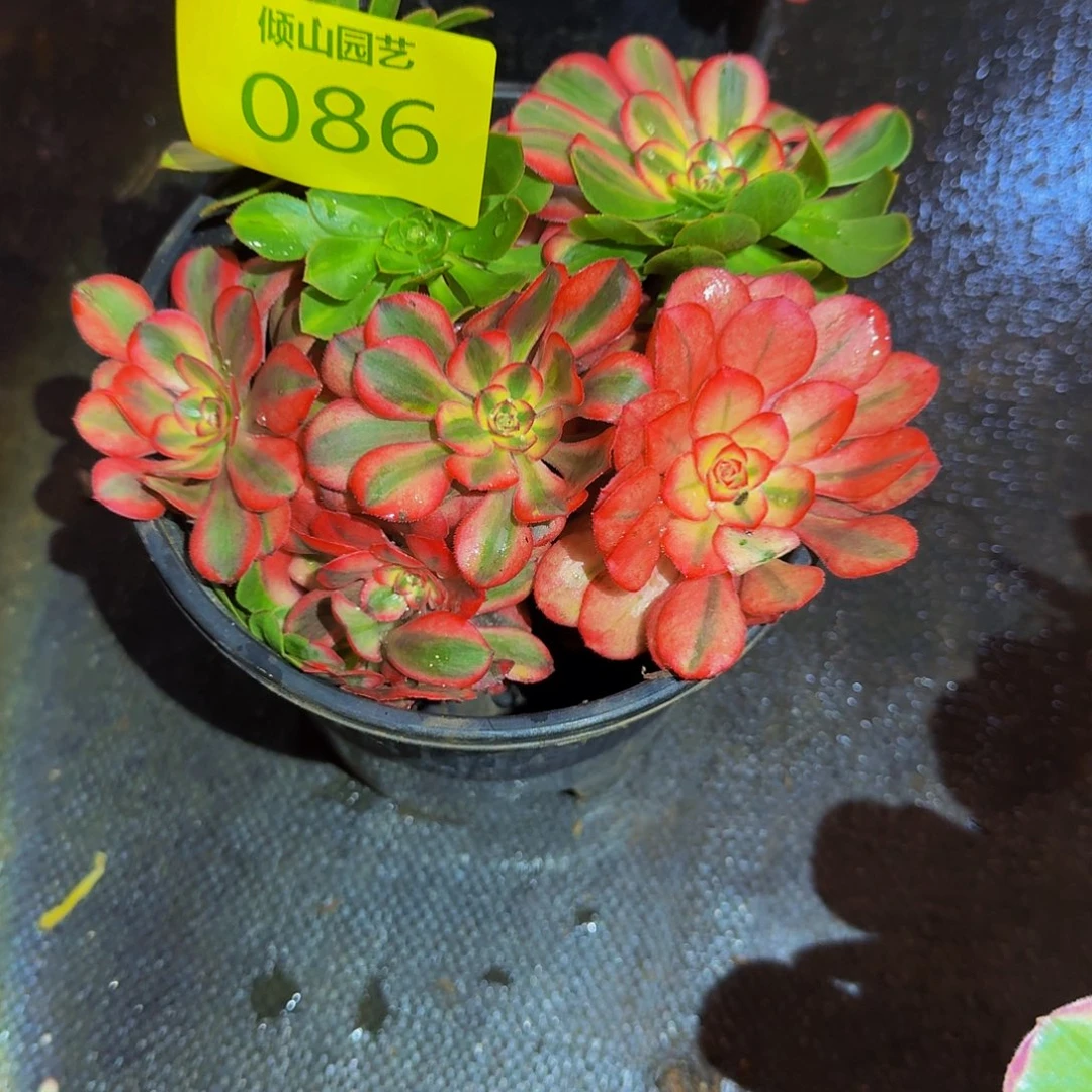 心***e086号多肉植物一颗