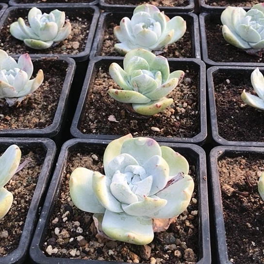 雪山拇指仙女棒杯