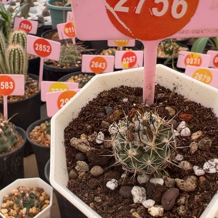 实生娇丽仙人球2756