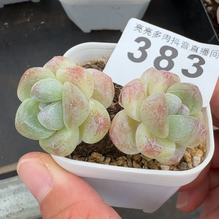 长腿冰玉         多肉植物