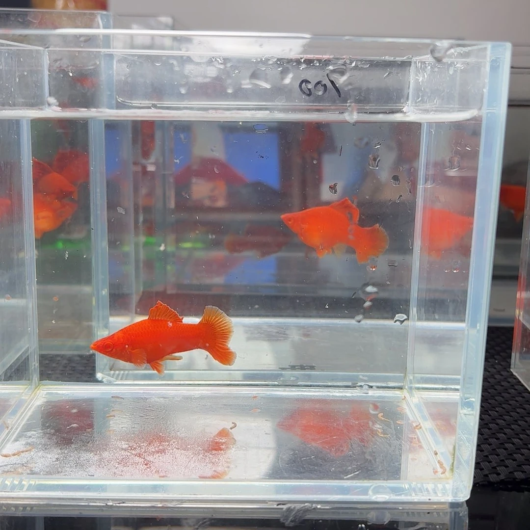 大***林海水鱼半月尾红箭鱼1公