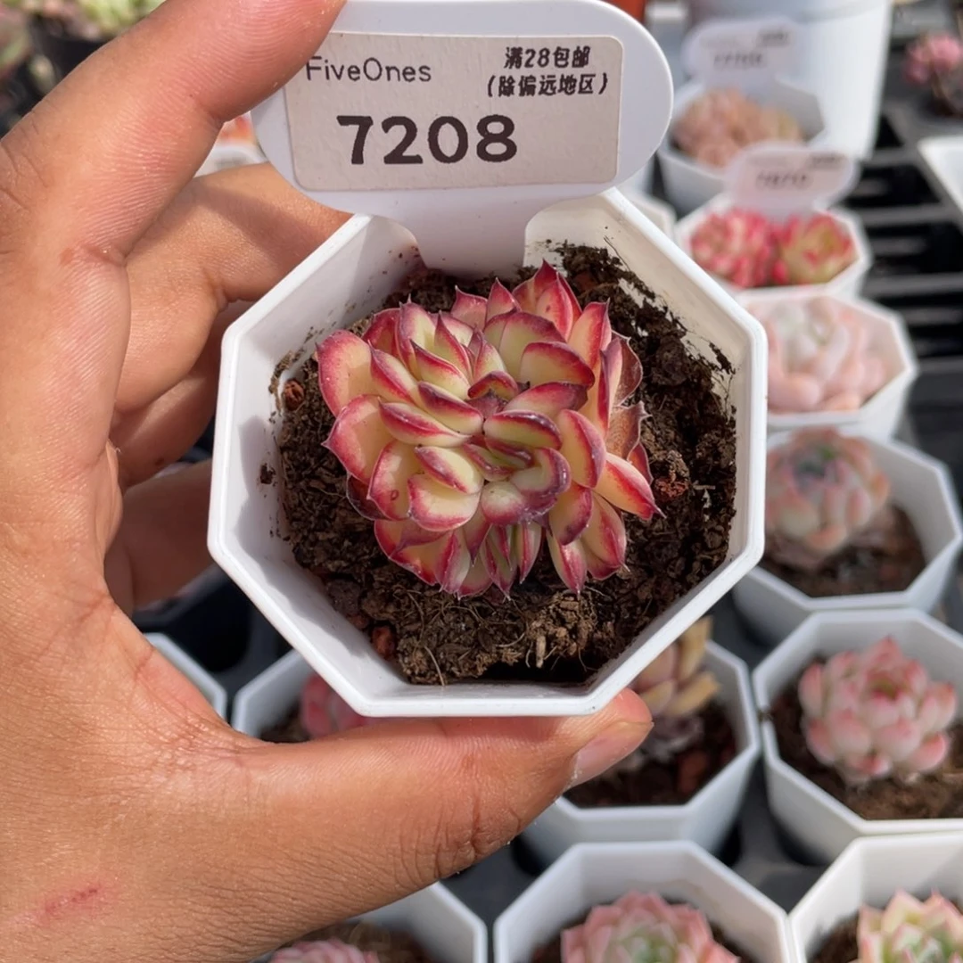 7208肉酱缀4.5厘米