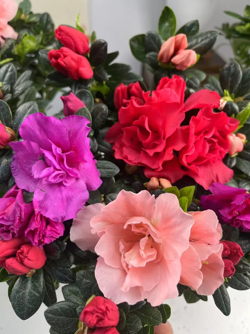 【多色杜鹃】杜鹃四季开花好养易活室内外阳台原盆原土带花苞绿植