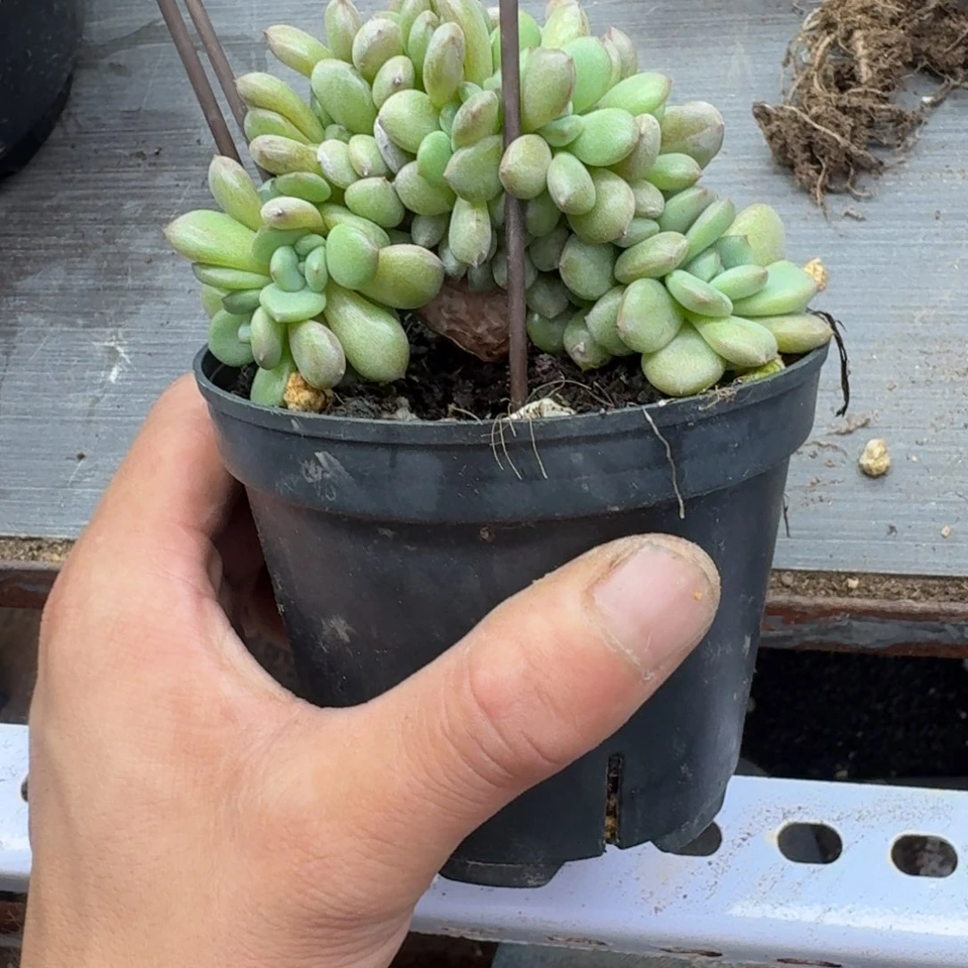 凌雪树缀无砍20头