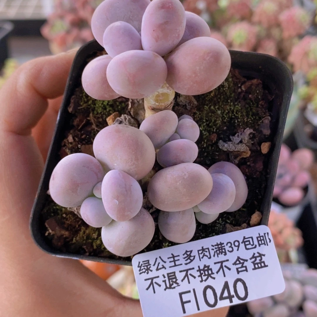 芭比奶洛5cm1040多肉植物
