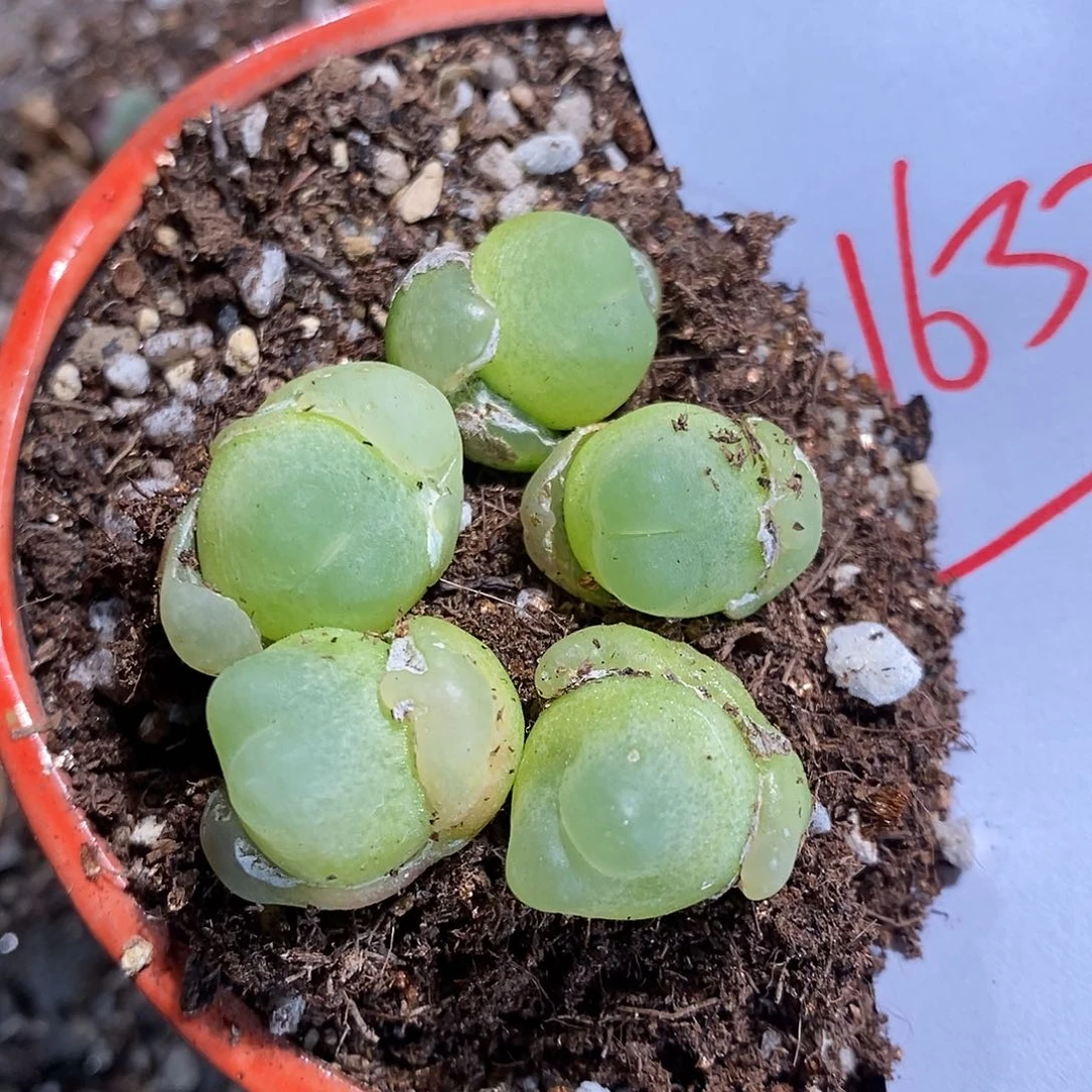 16329。 一颗拉登。