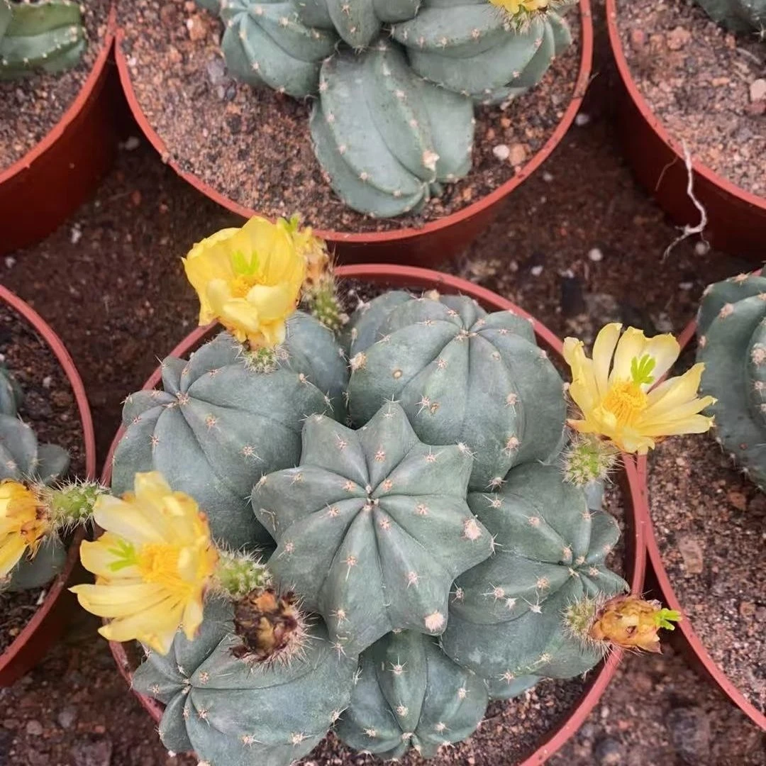 微刺球多仙人球多肉植物带盆土发货四季好养盆栽