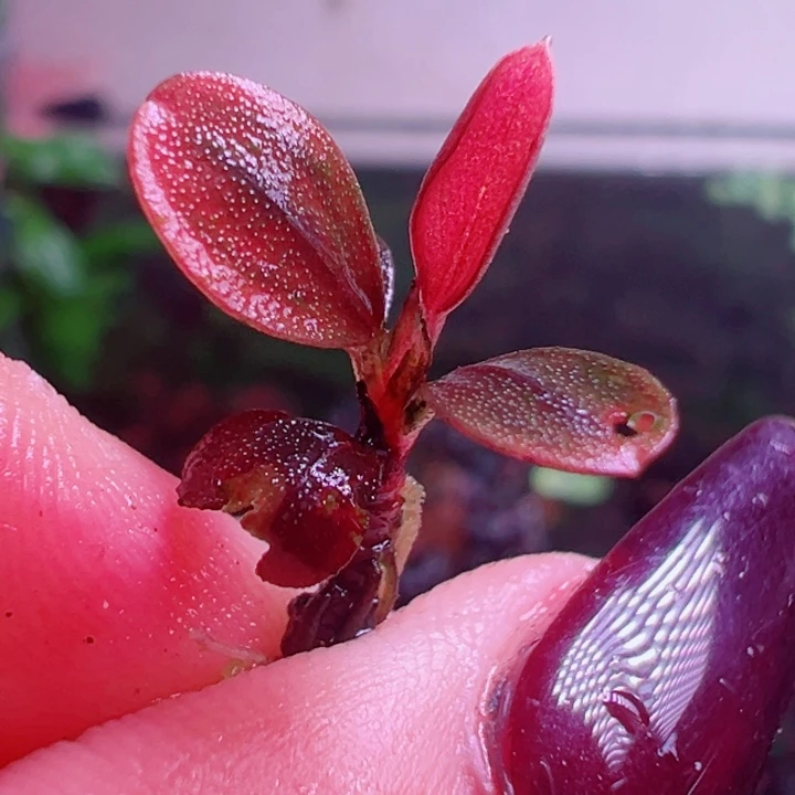 福利43号福利价植物一头