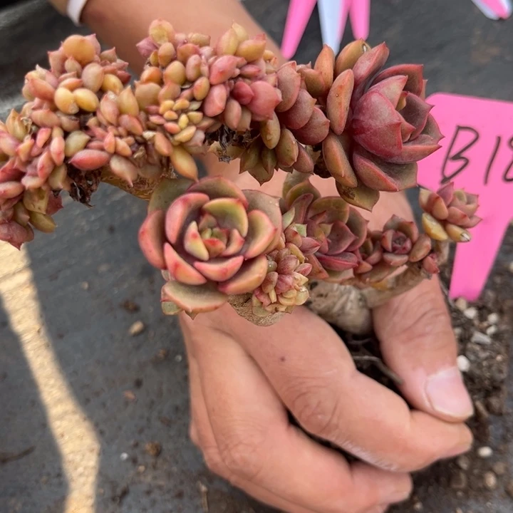 扶*栩18 000000000000