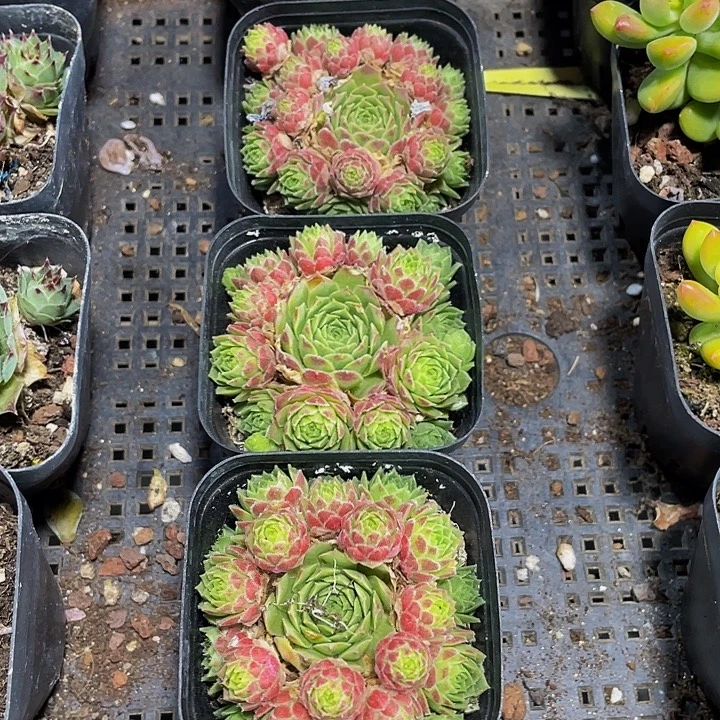 爱德华球带哦土发