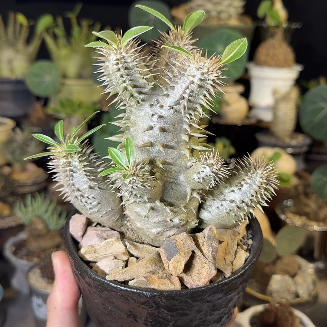 一物一拍惠比大黑68