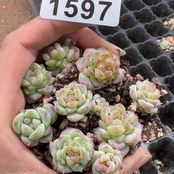 无花朵多肉植物多肉植物