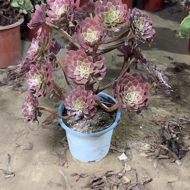多肉植物黑铜壶24