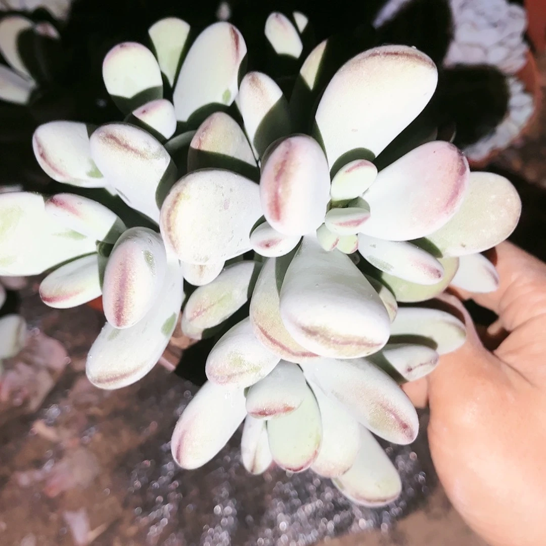 乒乓福娘8.99多肉植物