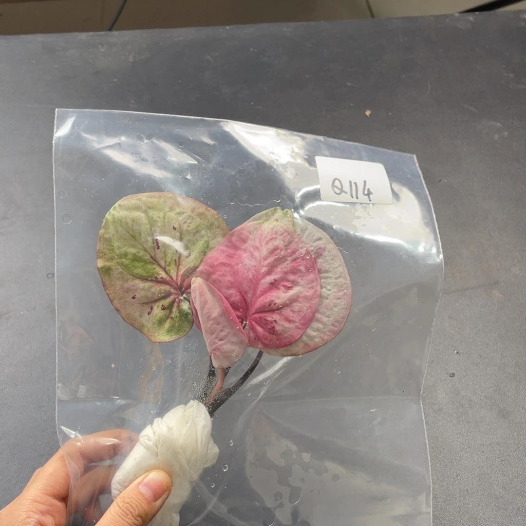 无花朵Q114时间魔法袋装