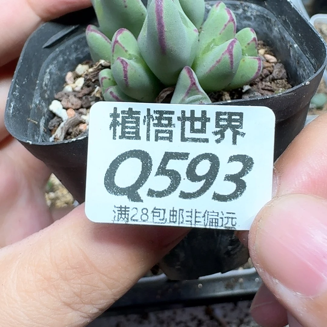 多肉植物的润泽法fg