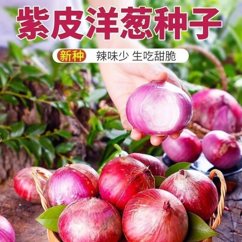 紫皮洋葱种子特大秋季盆栽葱种籽圆葱扁圆紫色洋葱籽蔬菜种子大全
