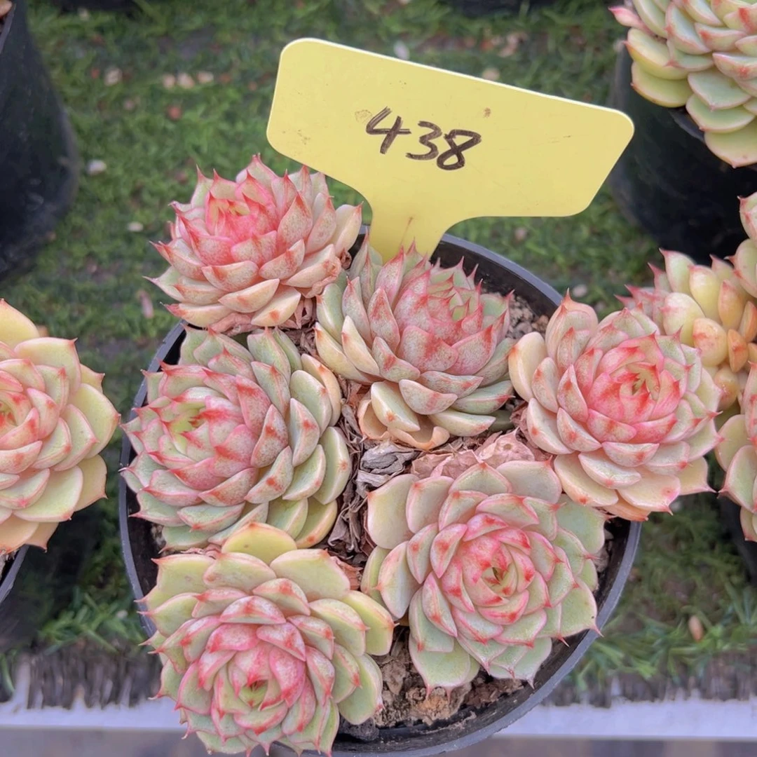 福利来了来了来啦来