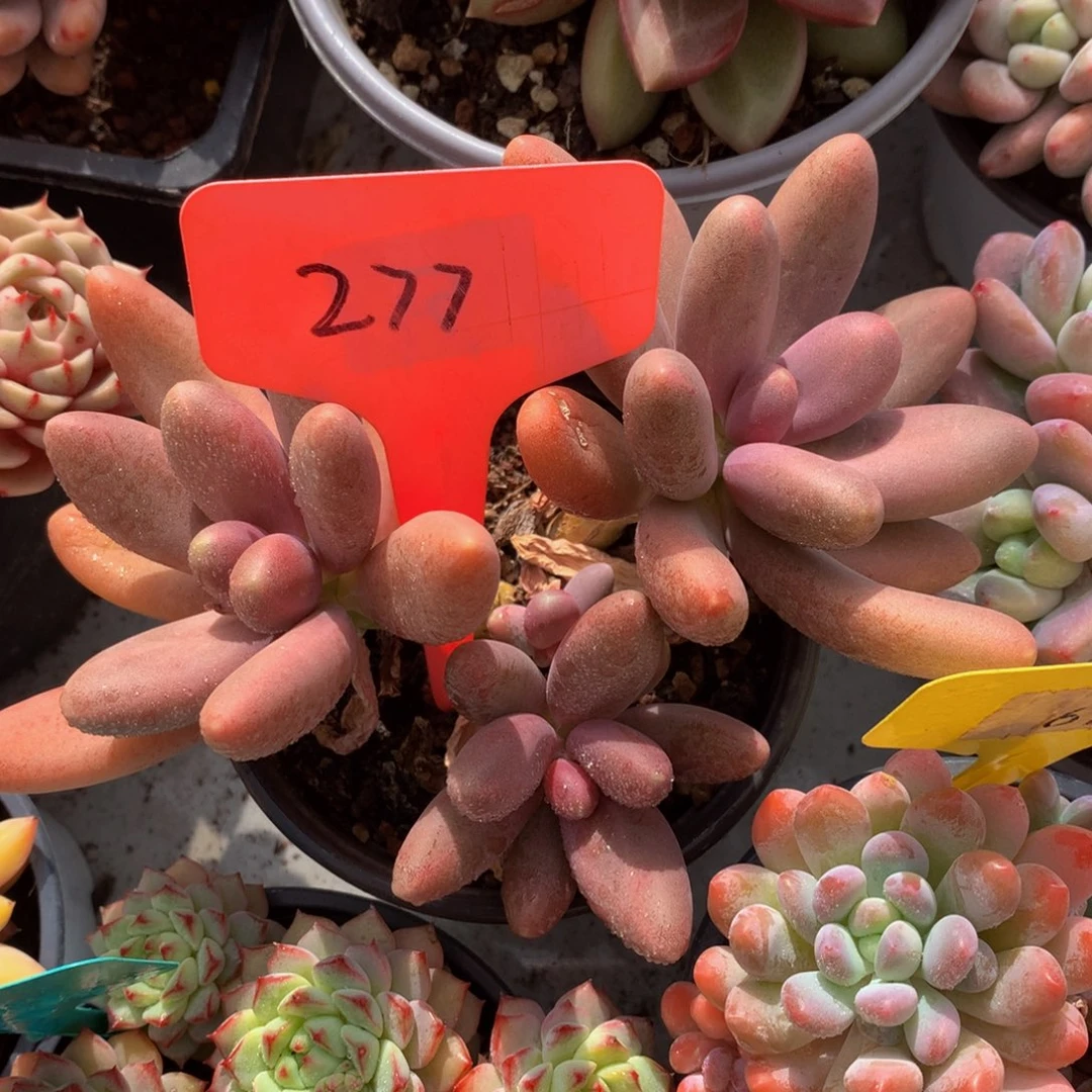 多养美人737272¥7272727272